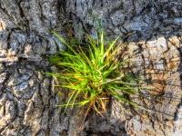 Pine Tree Sprout