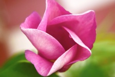 Różowy kwiat dzwonek