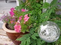 Pink Flowers In Flowerpot