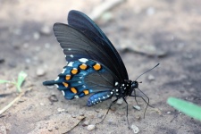 Pipevine Swallowtail Mariposa