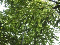Pflanze Bambus Laub grün