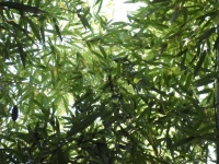 Растение бамбуковая листва зеленая