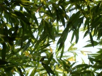 Planta de folhagem de bambu verde