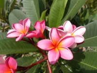 Plumeria or frangipani flowers