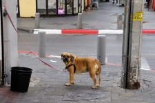Pug dog on street