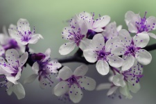 Flor púrpura y blanca