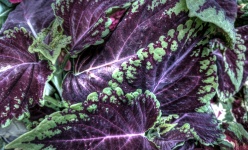 Purple and Green Leafy Plant