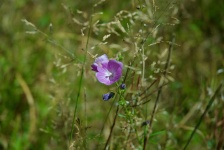 Purple Bloom