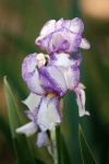 Purple Striped Bearded Iris