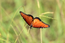 Closeup di farfalla regina