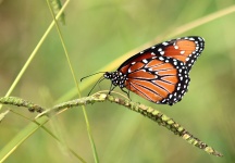 Queen Butterfly on Wild Grass