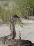 гремучая змея