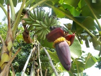 Červené banány květiny