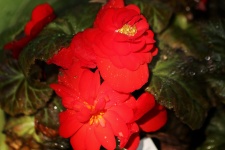 Red Begonias And Rain Drops
