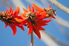 Red coral tree flower