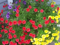 Flores rojas 4