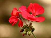 Flor de gerânio vermelho