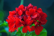 Red geranium with poster edges