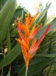 Red heliconia flower