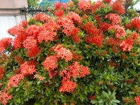 Red ixora flowers