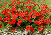 Red Mini Petunia Flowers