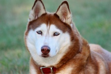 Retrato rojo del husky siberiano