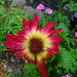 Fleur rouge mouillée