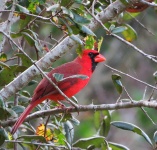 Röd fågel