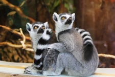 Lemuri cu coada-inel