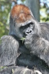 Silverback gorila jíst trávu