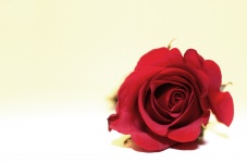 Einzelne rote Rose