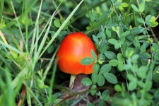 Malá houba Amanita jacksonová