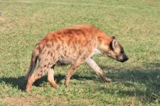 Skvrnitá Hyena