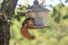 Esquilo no alimentador de pássaros