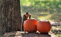 Squirrel Sitting on Pumpkin