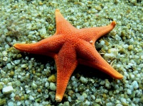 Mořská hvězdice