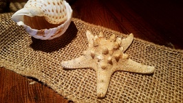 Starfish und Shell
