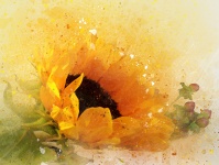 Sunflower Watercolor and Splatter