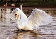 Cisne que muestra las alas