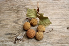 Sycamore Seed Balls