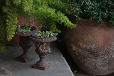 Terracotta Pots With Plants