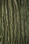 Textura kmene stromu