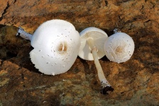 Tři bílé Amanita houby