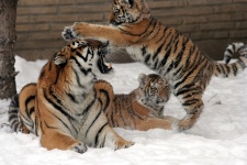 Tiger a mláďata
