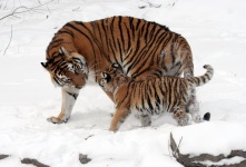 Tiger a mládě