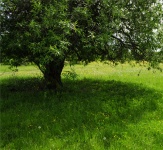Baum auf einer Reinigung mit grünem Gras