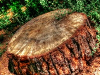 Stump de copac