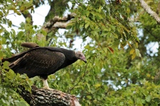 Turchia del buzzard in albero