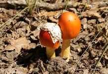 Dvě houby Amanita Jackson