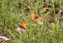 Two American Lady Butterflies
